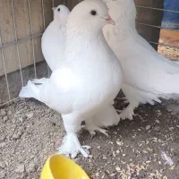 کبوتر وقفس|پرنده|حمیدیا, |دیوار