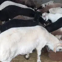 ۵۰ راس بره قلمه|حیوانات مزرعه|رحمت‌آباد, |دیوار