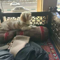 واگذاری سگ شیتزو رایگان به خانواده