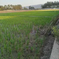فروش-زمین-باغی-شیراز