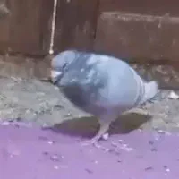 فروش یک جفت دوخط درجه یک