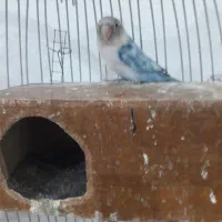 کوتوله برلزیلی نر