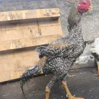 جوجه مرغ خروس لاری از نژاد اوشامو وحجازی