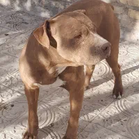 فروش سگ پیت بول اصیل