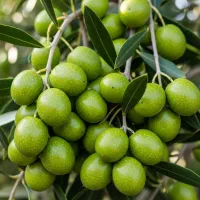 فرصت استثنایی برای خرید نهال زیتون با ارسال رایگان|حراج|خرم بید, |دیوار