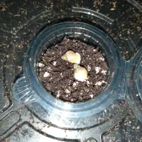 بچه حلزون|خزنده|جهرم, |دیوار