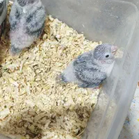 جوجه گرینچیک سرلاکی