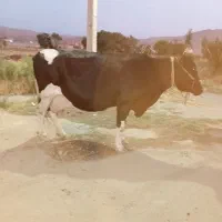 دوراس گاو شیری دوراس گوساله