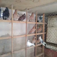 کبوتر پرشی و زرد کاکولی