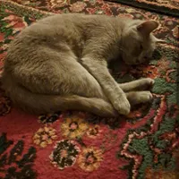 گربه گمشده