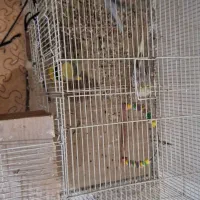 ۳ عدد عروس هلندی خوب تخم گذار