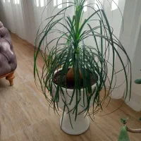 گلهای طبیعی و زیبا و شاداب