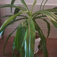 گل ذرتی|گل و گیاه طبیعی|کازرون, |دیوار