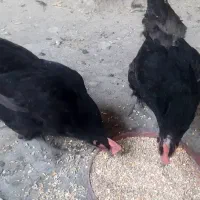 مرغ تخم گذار۴تاباهم ۲میلیون