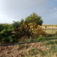 فروش-زمین-کشاثرزی