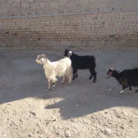 بزغاله سالم سرحال چاق