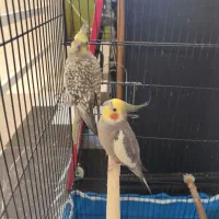 یک جفت عروس هلندی نر و ماده مولد بسیار سالم