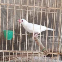 ۱عدد فنچ نرگسی نر آماده برا جفت