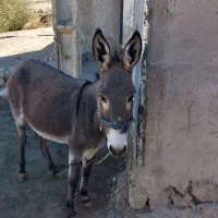 الاغ|حیوانات مزرعه|فیروزآباد (لرستان), |دیوار