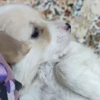 فروش بچه سگ تریر