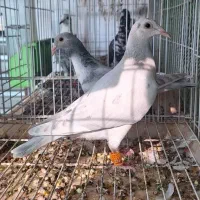 دوتا جوجه کوهی تازه دونخور