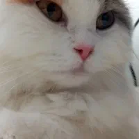 گربه پرشین اصلی خانگی