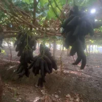 نهال انگور پیوندی سویت شاپر|خدمات باغبانی و درختکاری|خلخال, |دیوار