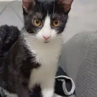 واگذاری رایگان بچه گربه