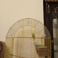 فروش ۲عدد مرغ عشق به همراه قفس