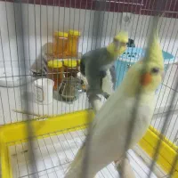 یک جفت عروس هلندی|پرنده|اهواز, پردیس|دیوار