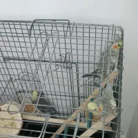 عروس هلندی|پرنده|محمدیه-قزوین, |دیوار