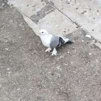 بلژیکی ماده کبوتر