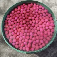 زیتون ویژه|خوردنی و آشامیدنی|شیراز, بازار|دیوار