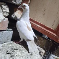 چهارتا کبوتر دانه ای 250هزار