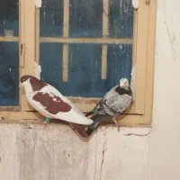 چهار عددکفترپرشی عالی|پرنده|مشهد, نوده|دیوار