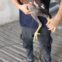خروس لاری