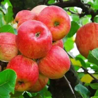 سیب گلاب و لبنانی درجه ۱ سر باغ چغاخور  ارگانیک