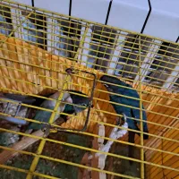جوجه گرنجیک سرلاکی
