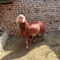 قوچ افشاری سبز
