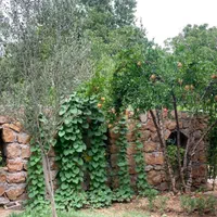 اجاره روزانه خانه باغ قلات بافت قدیم