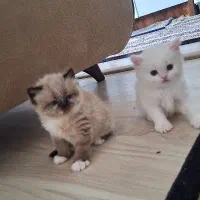 گربه پرشین سوپرفلت