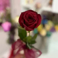 عکاسی با گوشی آیفون ۱۶