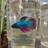 ماهی فایتر گرین تیلور کالر کپی انجل