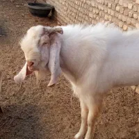 با سلام یک عدد نربز 4دندون|حیوانات مزرعه|کاشمر, |دیوار