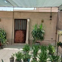 فروش گل، کاج، یوکا، آلوورا، کاکتوس|گل و گیاه طبیعی|تهران, شهرک فردوس (حسینی)|دیوار