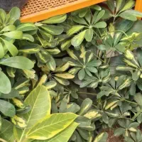 گل تنه درختی|گل و گیاه طبیعی|بروجرد, |دیوار