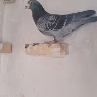 چین|پرنده|خرمشهر, |دیوار