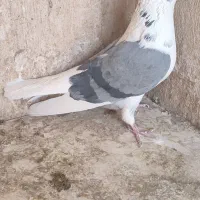 کفتر یا کبوتر