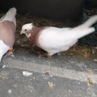 طوقی پشتدار سفید|پرنده|محمدیه-قزوین, |دیوار