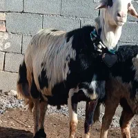 قوچ پلنگی